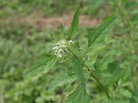 Chenopodium album