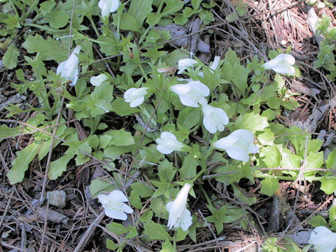 Mazus miquelii f. albiflorus