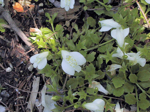 Mazus miquelii f. albiflorus