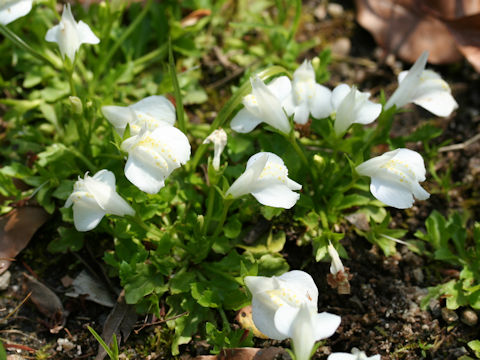 Mazus miquelii f. albiflorus