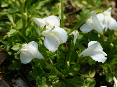 Mazus miquelii f. albiflorus