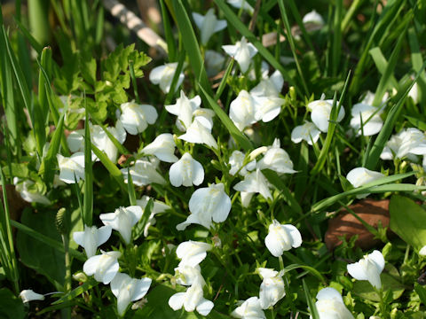 Mazus miquelii f. albiflorus