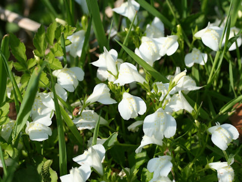 Mazus miquelii f. albiflorus