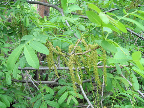 Pterocarya stenoptera