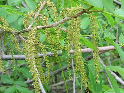 Pterocarya stenoptera