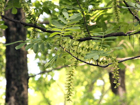 Pterocarya stenoptera