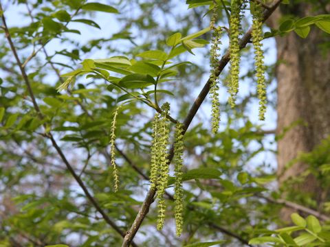 Pterocarya stenoptera