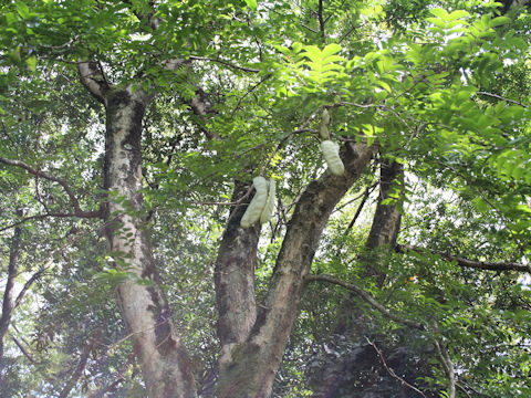 Gleditsia sinensis