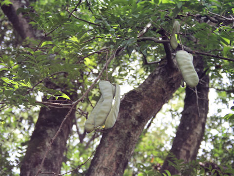 Gleditsia sinensis