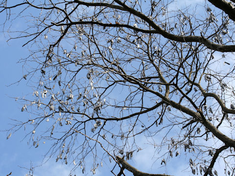 Gleditsia sinensis