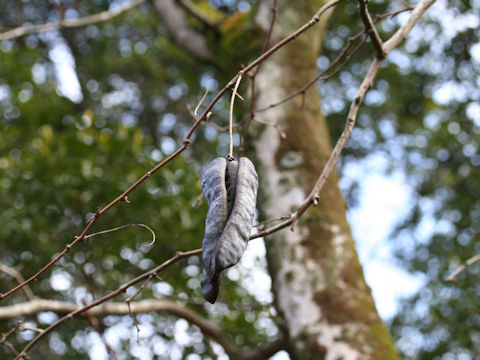 Gleditsia sinensis