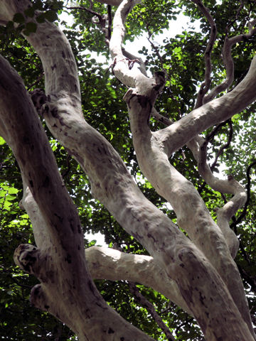 Lagerstroemia subcostata