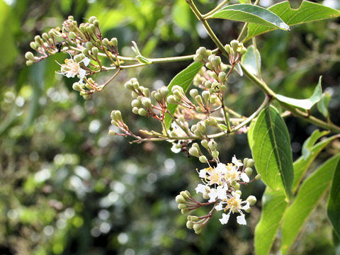 Lagerstroemia subcostata