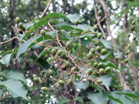 Lagerstroemia subcostata