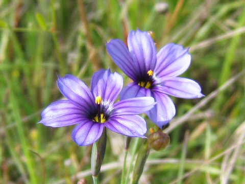 Sisyrinchium bellum