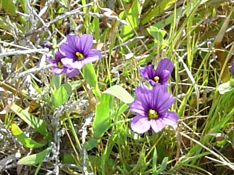 Sisyrinchium bellum