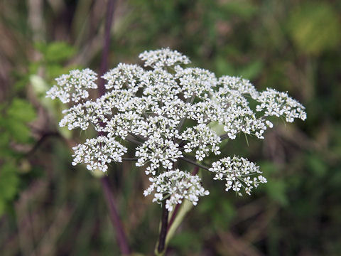 Angelica polymorpha