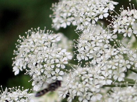 Angelica polymorpha