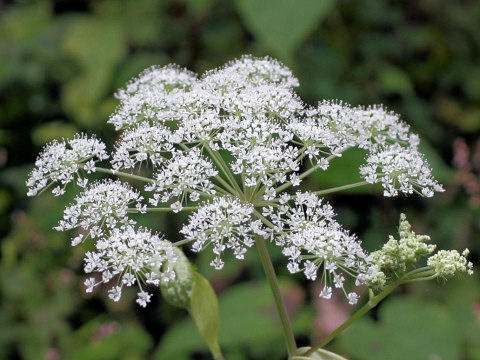 Angelica polymorpha