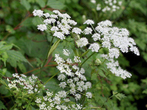 Angelica polymorpha