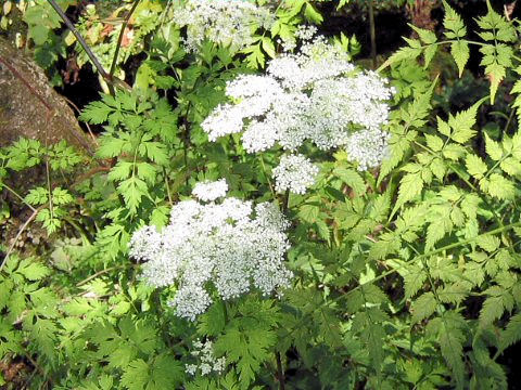 Angelica polymorpha