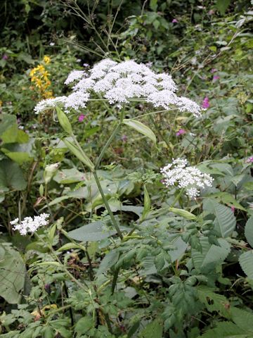 Angelica polymorpha