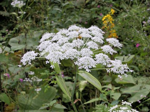 Angelica polymorpha