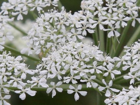 Angelica polymorpha