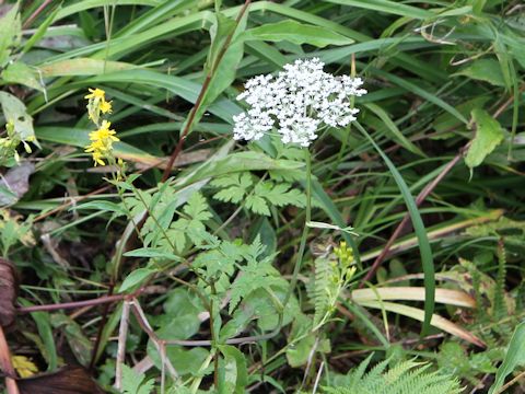 Angelica polymorpha