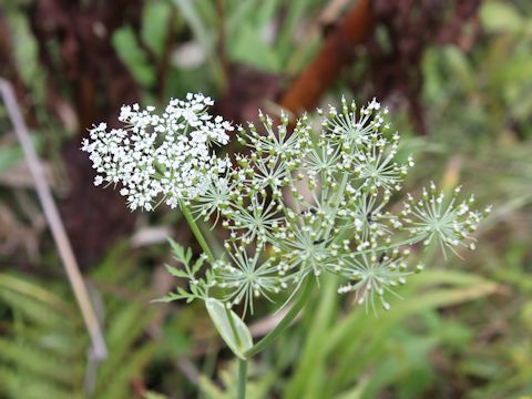 Angelica polymorpha