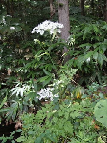 Angelica polymorpha