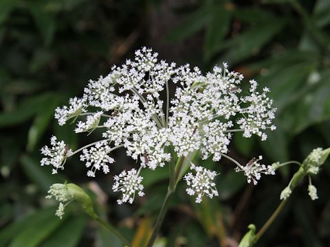 Angelica polymorpha