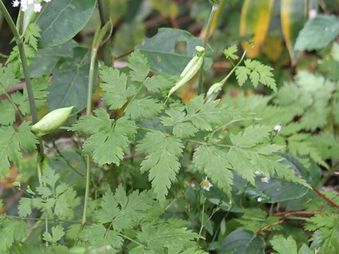 Angelica polymorpha