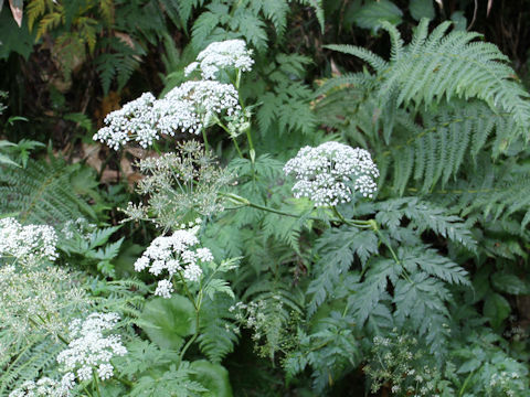 Angelica polymorpha