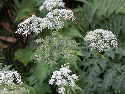 Angelica polymorpha