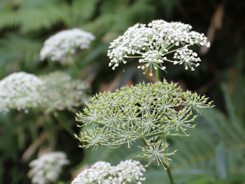 Angelica polymorpha