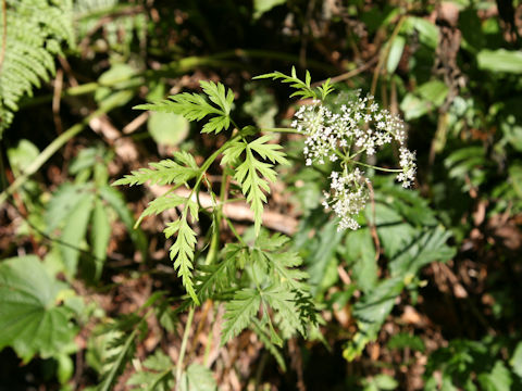 Angelica polymorpha