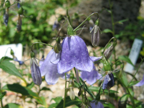 Adenophora perskiaefolia var. uryuensis