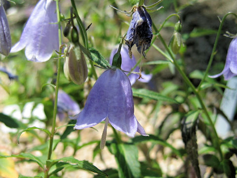 Adenophora perskiaefolia var. uryuensis