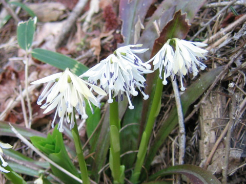 Heloniopsis orientalis var. flavida
