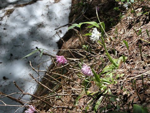 Heloniopsis orientalis var. flavida