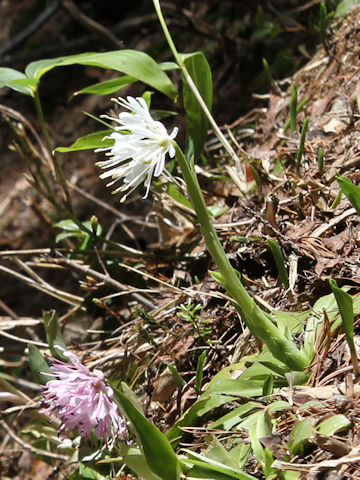 Heloniopsis orientalis var. flavida