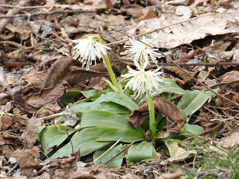 Heloniopsis orientalis var. flavida