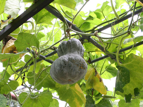 Cucurbita moschata