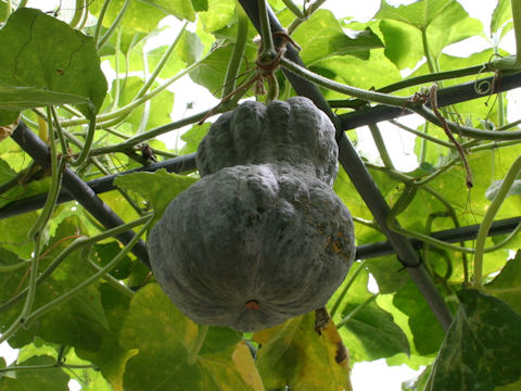 Cucurbita moschata