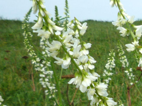 Melilotus alba