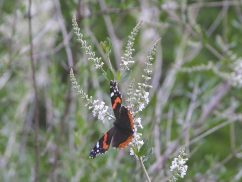 Melilotus alba