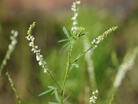 Melilotus alba