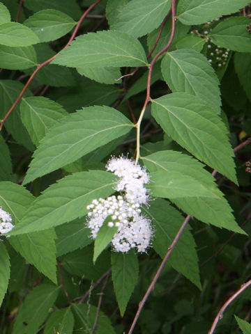 Spiraea japonica f. albiflora