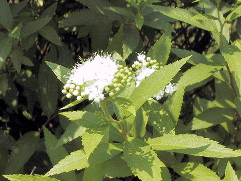 Spiraea japonica f. albiflora